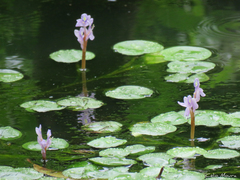 Pontederia diversifolia