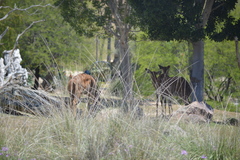 Tragelaphus
