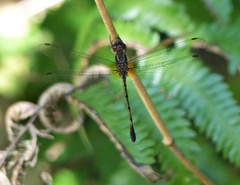 Brechmorhoga nubecula