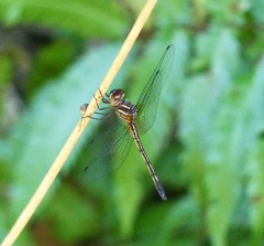 Brechmorhoga nubecula