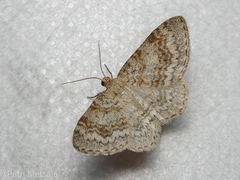 Hydrelia sylvata