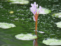 Pontederia diversifolia