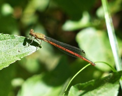 Oxyagrion