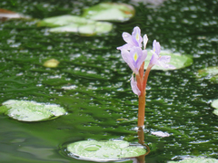 Pontederia diversifolia