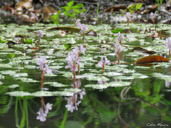 Pontederia diversifolia
