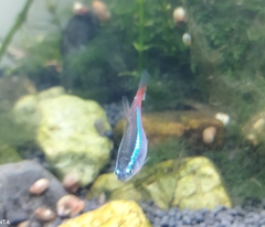 Paracheirodon innesi