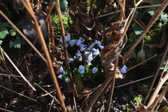 Scilla mischtschenkoana