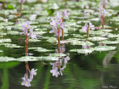 Pontederia diversifolia