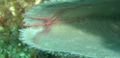 Ophiothrix suensoni