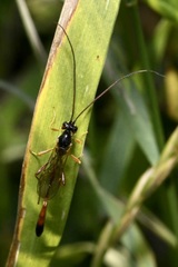 Erigorgus propugnator