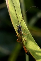 Erigorgus propugnator