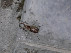 Sphaenognathus giganteus