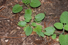 Stachys rigida quercetorum