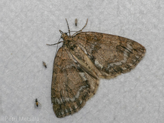 Hydriomena impluviata