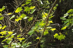 Liriodendron chinense