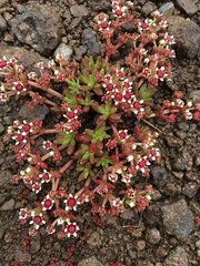 Crassula peploides