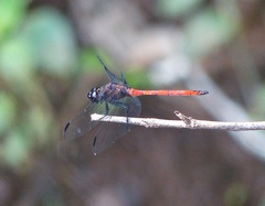 Orthemis ambinigra