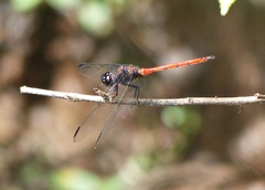 Orthemis ambinigra