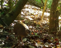 Crypturellus cinnamomeus