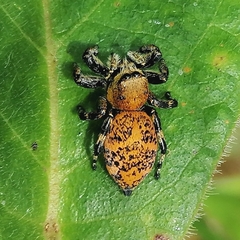 Phiale crocea