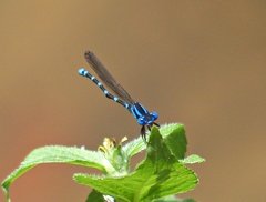 Argia serva