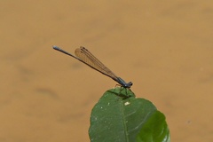 Peristicta