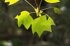 Liriodendron chinense