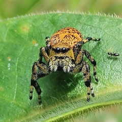 Phiale crocea