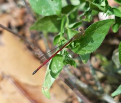 Oxyagrion