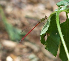 Oxyagrion