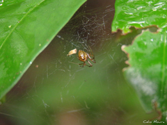 Nihonhimea tesselata