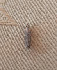 Ancylosis cinnamomella