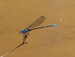 Argia serva
