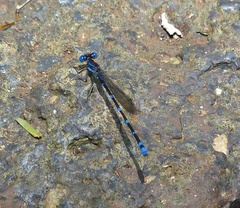 Argia serva