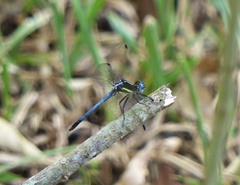 Dasythemis mincki mincki