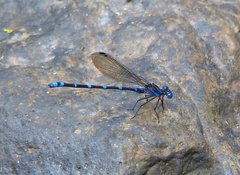Argia serva
