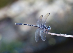 Progomphus complicatus