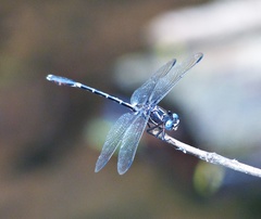Progomphus complicatus