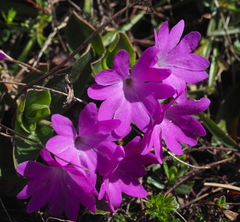 Primula clusiana