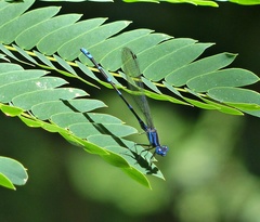 Argia serva