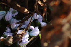 Scilla mischtschenkoana