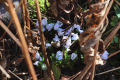 Scilla mischtschenkoana