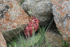 Streptocarpus dunnii
