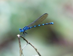 Argia serva