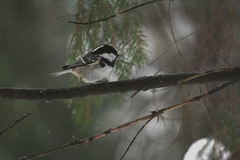 Periparus ater