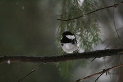 Periparus ater