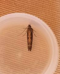 Aristotelia subdecurtella