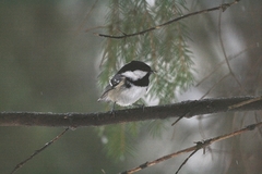 Periparus ater