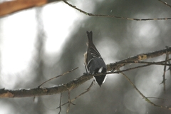 Periparus ater