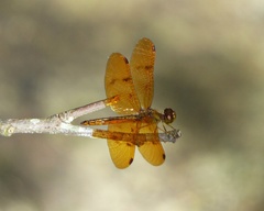Perithemis icteroptera